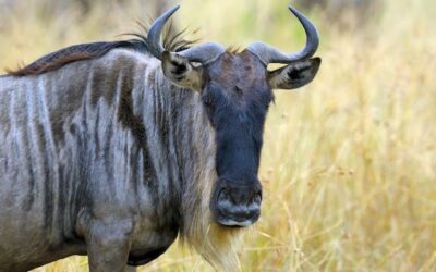 Don’t be the oblivious wildebeest! Security tools to assess your risk